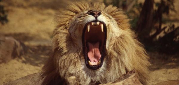 Yawning Lion, Colchester zoo